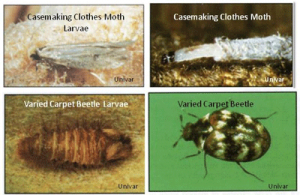 Clothes Moths & Carpet Beetles - Dodson Pest Control