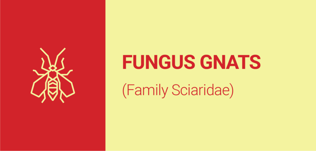 fungus gnats