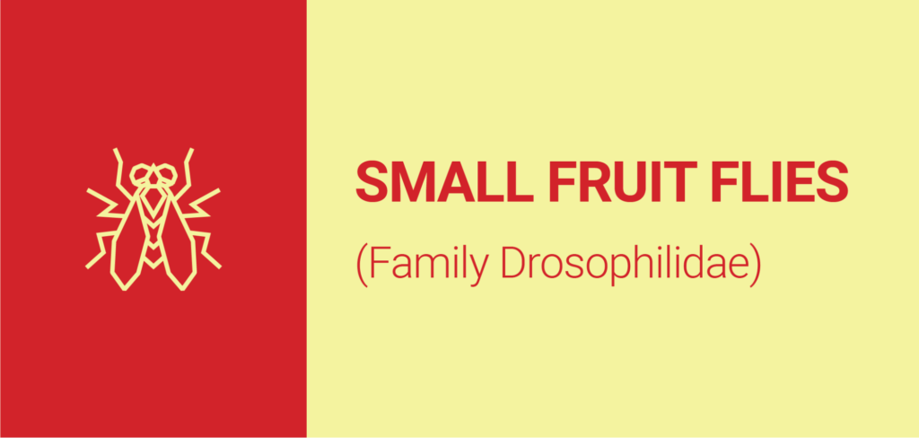 small fruit flies