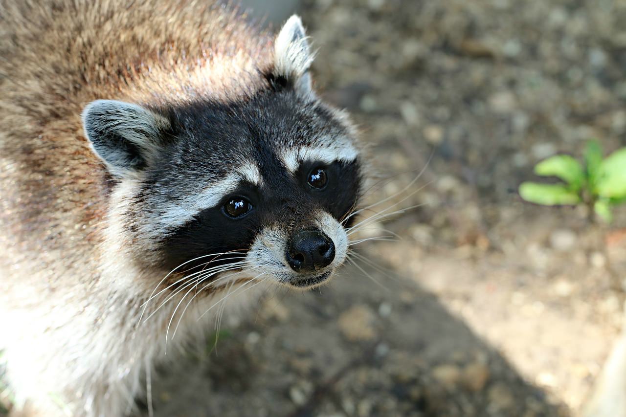 raccoon animal funny forest wild dogs snout mammal domesticated zoo wildlife procyonidae fauna procyon vertebrate adorable pixabay viverridae pixel max