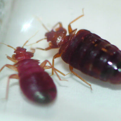 bed bugs