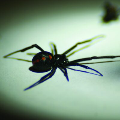 black widow spider