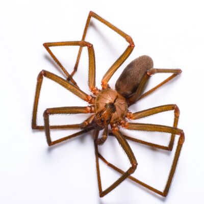 brown recluse spider