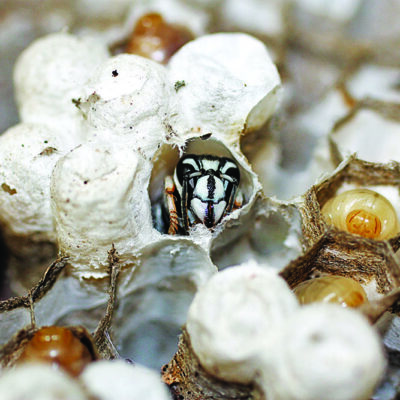 bald faced hornet