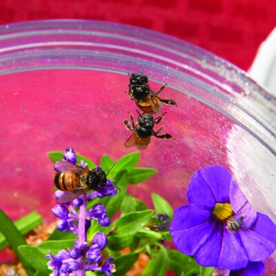 honey bees
