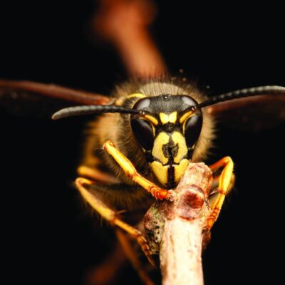 yellowjacket