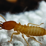 formosan termite