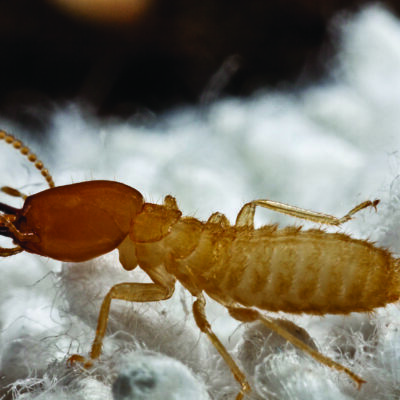 formosan termite