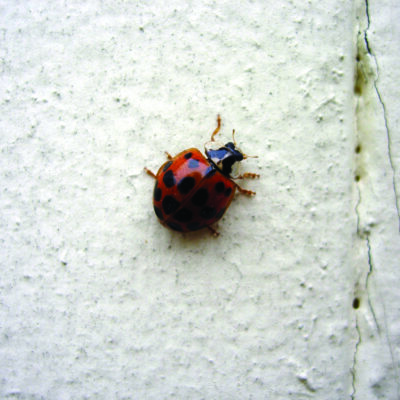 ladybug