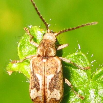 Anobidae