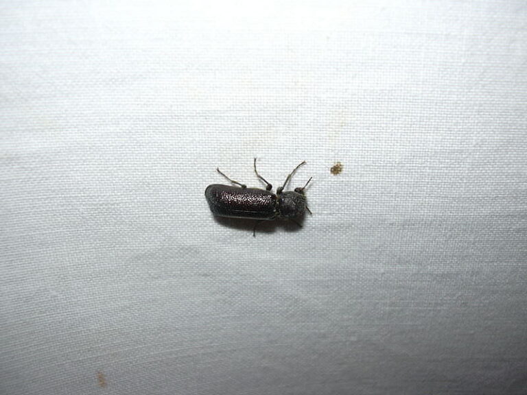 Wood Destroying Beetles Dodson Pest Control