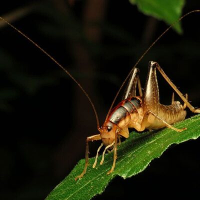 camel cricket