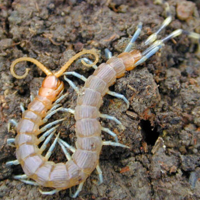 centipede