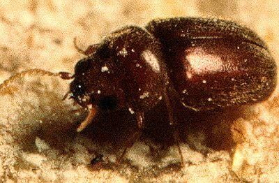cigarette beetle