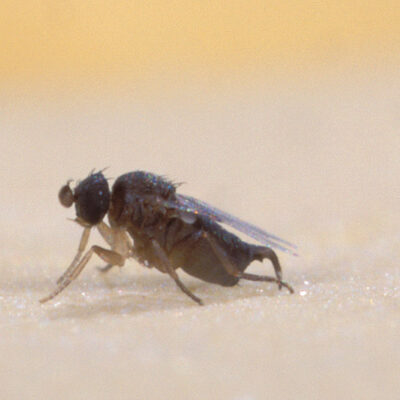 phorid fly