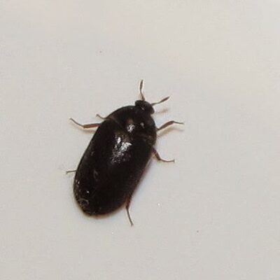 black carpet beetle