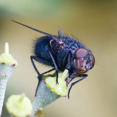 bottle fly