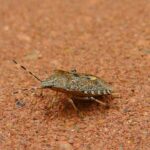 stink bug