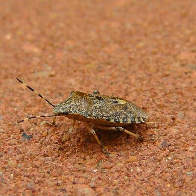 stink bug