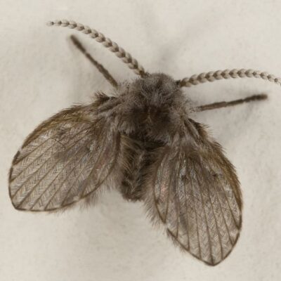 drain fly