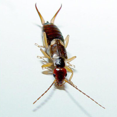 earwig