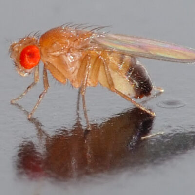 fruit fly