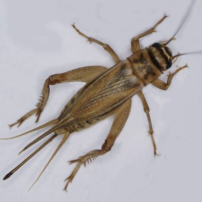 house cricket