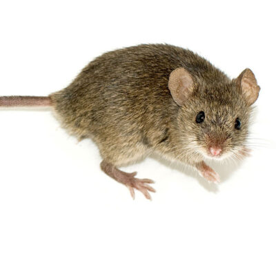 house mouse