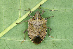 Brown stink bug on a leaf