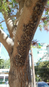 Stink bug cocoons on a tree.