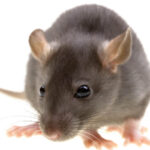rat