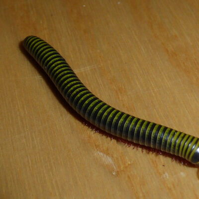 milipede