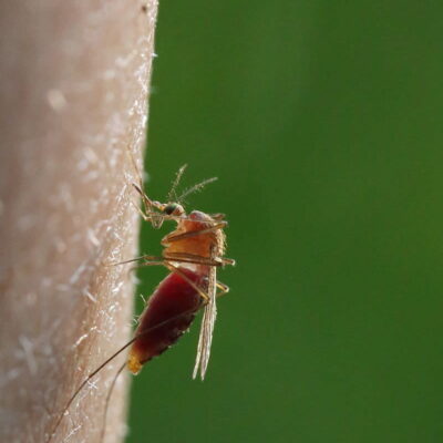 northern house mosquito
