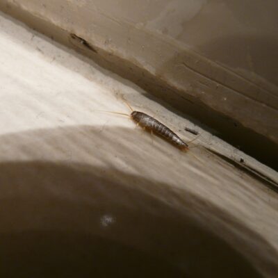 silverfish