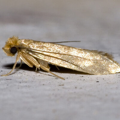 webmaking clothes moth