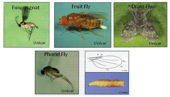 Graph showing various flies, including (left to right): Fungus gnat, Fruit fly, Drain fly, Phorid fly, Larvae