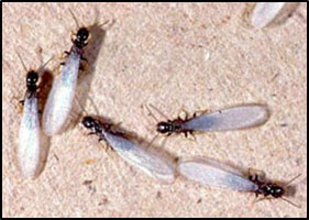 Termite swarmer