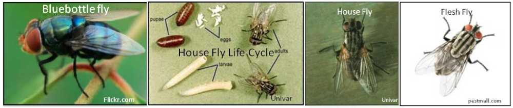 Infographic that show the lifecycle of flies. 
