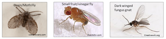 The Small Flies What You Can Should Do Dodson Pest Control