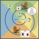 Tick Life Cycle