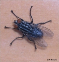 Picture of Flesh fly
