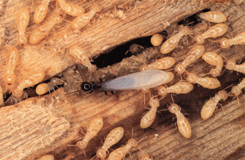 Insect Larvae and a mature termite