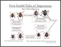 Tick Types