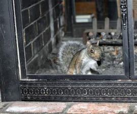 picture of squirrel in fireplace