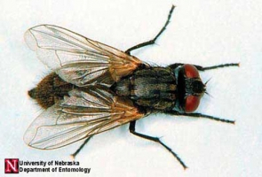 Picture of House fly