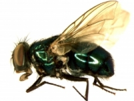 Picture of Green Bow fly