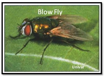 Blow Fly