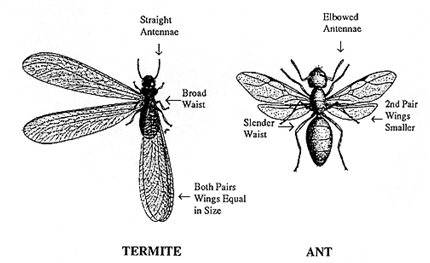 Graph showing the difference between termites and ants