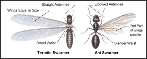 Termite vs Ant Swarmer