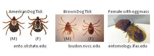 Brown Dog Tick